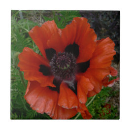 Orientalischer Mohn Fliese
