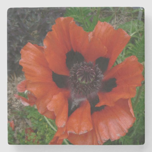 Orientalischer Mohn Getränkecoster Steinuntersetzer (Vorderseite)