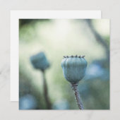 Orientalischer Mohn in einem schattigen Garten (Vorne/Hinten)