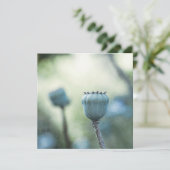 Orientalischer Mohn in einem schattigen Garten (Stehend Vorderseite)