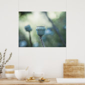 Orientalischer Mohn in einem schattigen Garten Poster (Küche)