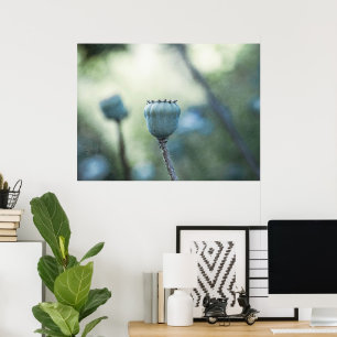 Orientalischer Mohn in einem schattigen Garten Poster