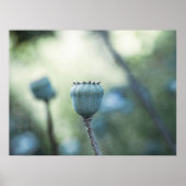Orientalischer Mohn in einem schattigen Garten Poster (Vorne)