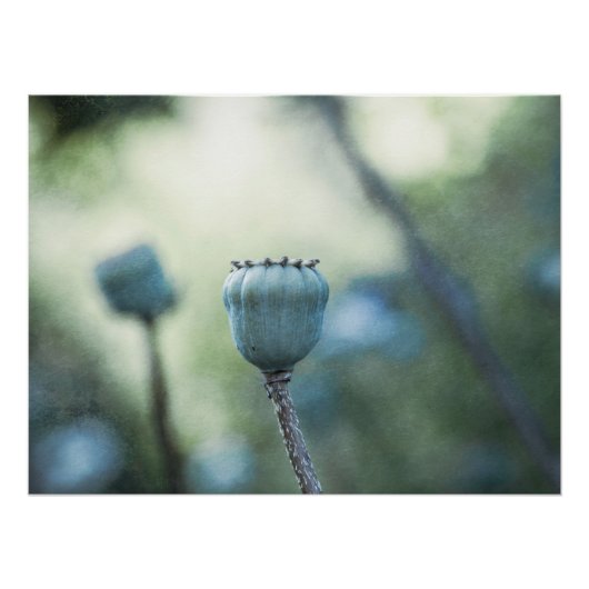Orientalischer Mohn in einem schattigen Garten Poster (Vorderseite)