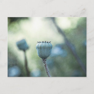 Orientalischer Mohn in einem schattigen Garten Postkarte