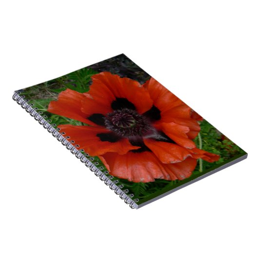 Orientalischer Mohn Notizblock (Rechte Seite)