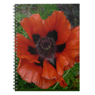 Orientalischer Mohn      Notizblock