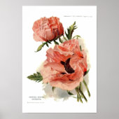 Orientalischer Mohn (Papaver Oriale) Poster (Vorne)