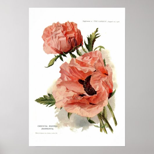 Orientalischer Mohn (Papaver Oriale) Poster (Vorne)