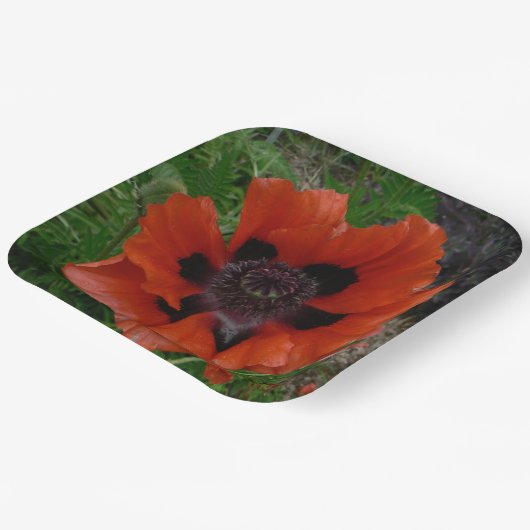 Orientalischer Mohn Pappteller (Gewinkelt)