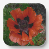 Orientalischer Mohn Pappteller (Vorderseite)
