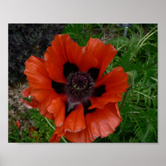 Orientalischer Mohn Poster (Vorne)