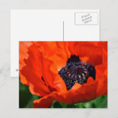 Orientalischer Mohn Postkarte (Vorne/Hinten)