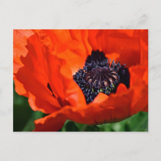 Orientalischer Mohn Postkarte (Vorderseite)