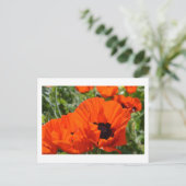 Orientalischer Mohn Postkarte (Stehend Vorderseite)