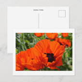 Orientalischer Mohn Postkarte (Vorne/Hinten)