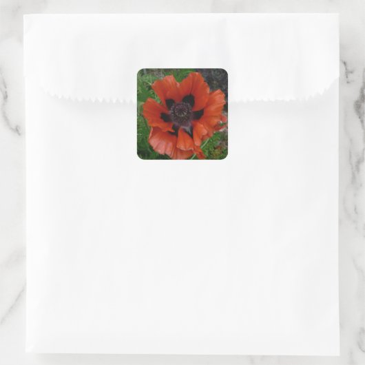 Orientalischer Mohn Quadratischer Aufkleber (Tasche)