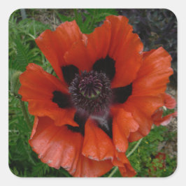 Orientalischer Mohn Quadratischer Aufkleber