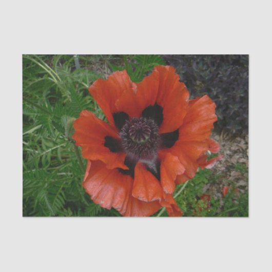 Orientalischer Mohn Seidenpapier (Vorderseite)