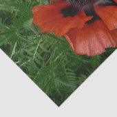 Orientalischer Mohn Seidenpapier (Ausschnitt)