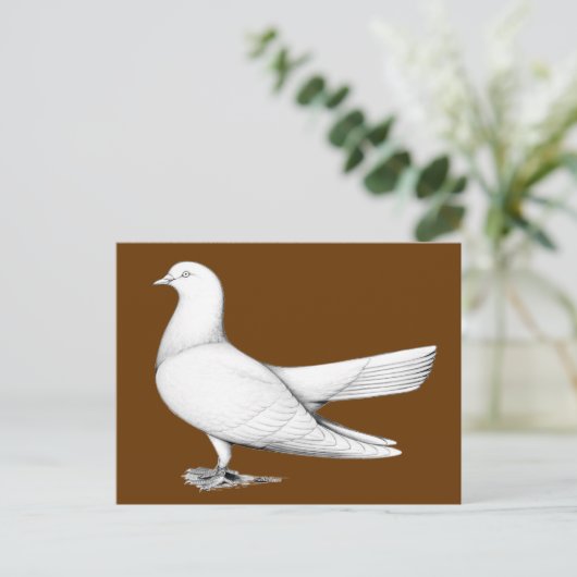 Orientalischer Roller-Taube Postkarte (Stehend Vorderseite)