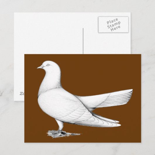 Orientalischer Roller-Taube Postkarte (Vorne/Hinten)