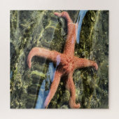 Original Foto von Starfish unter Wasser Puzzle (Horizontal)