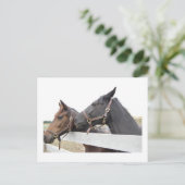 Original Horse Whisperer Postkarte (Stehend Vorderseite)