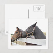 Original Horse Whisperer Postkarte (Vorne/Hinten)