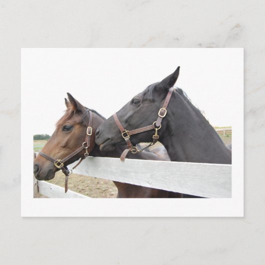 Original Horse Whisperer Postkarte (Vorderseite)