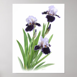 Original-Kunstprint 'Purple Iris Trio' Poster