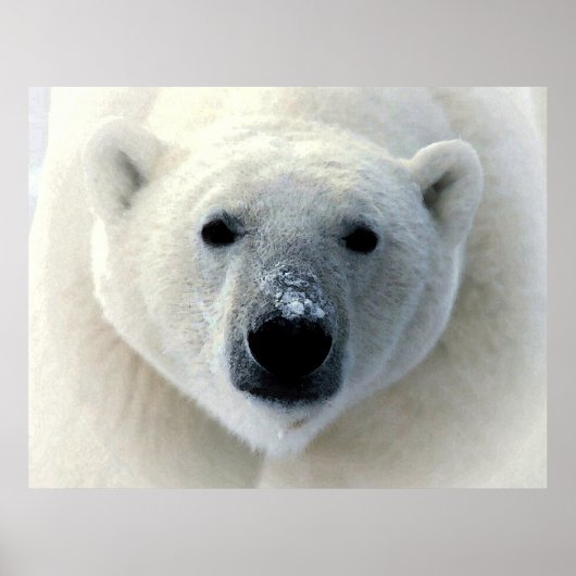 Original Polar Bären Fotografieren Art Poster (Vorne)