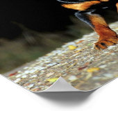 Original Rottweiler Poster (Ecke)