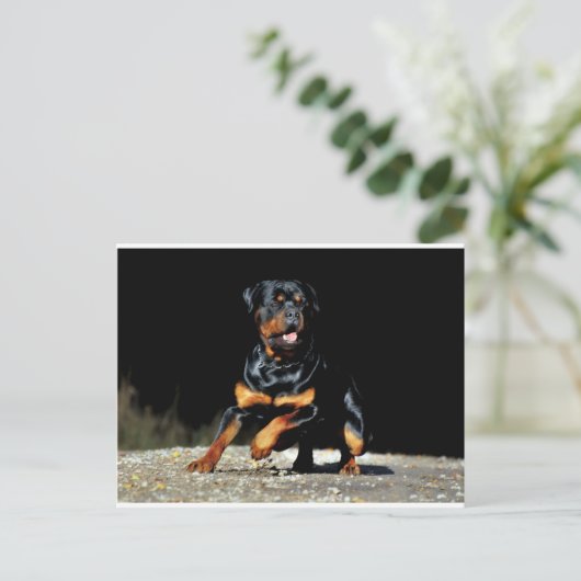 Original Rottweiler Postkarte (Stehend Vorderseite)