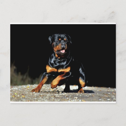 Original Rottweiler Postkarte (Vorderseite)