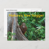 Original Tree Hugger Borneo Natur Postkarte (Vorne/Hinten)