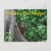 Original Tree Hugger Borneo Natur Postkarte (Vorderseite)