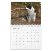 Original Unique Border Collie Dog Kalender (Mär 2027)