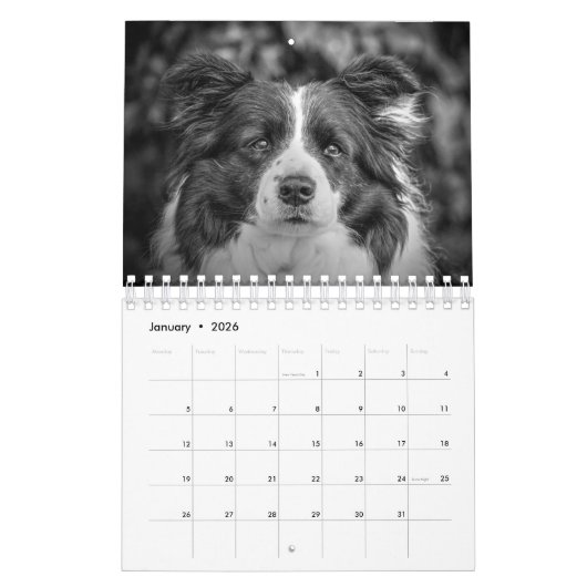 Original Unique Border Collie Dog Kalender (Jan 2026)