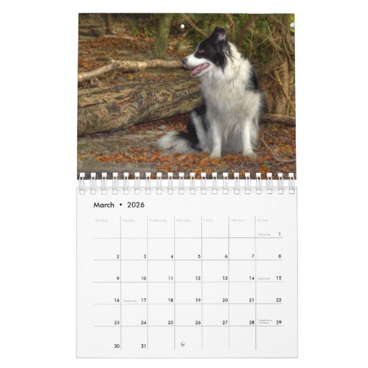 Original Unique Border Collie Dog Kalender (Mär 2026)