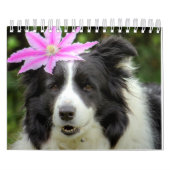 Original Unique Border Collie Dog Kalender (Titelbild)