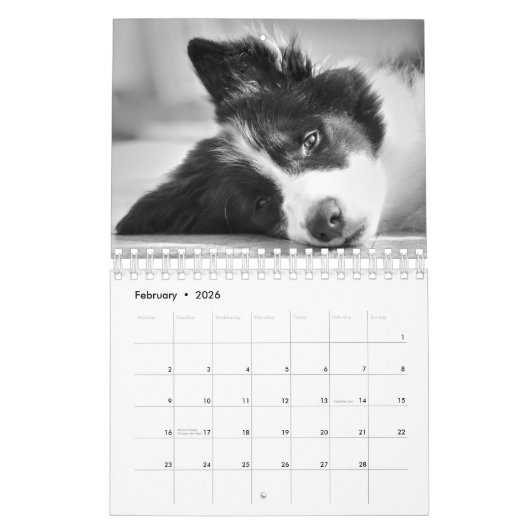 Original Unique Border Collie Dog Kalender (Feb 2026)