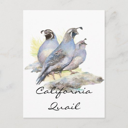 Original Wasserfarbe California Quail. Bird Postkarte (Vorderseite)