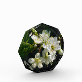 Original White Plum Photo Graduation Art Block (Links)