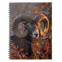 Originale Wildtierfotografie Herbst-Moufflon-Widde