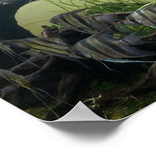 Orinoco Angelfish Poster (Ecke)