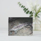 Orinoco Crocodile # 3 Postkarte (Stehend Vorderseite)