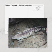 Orinoco Crocodile # 3 Postkarte (Vorne/Hinten)