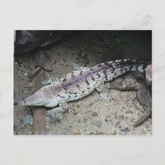 Orinoco Crocodile # 3 Postkarte (Vorderseite)
