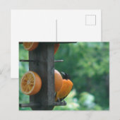 Oriole and Oranges Postkarte (Vorne/Hinten)